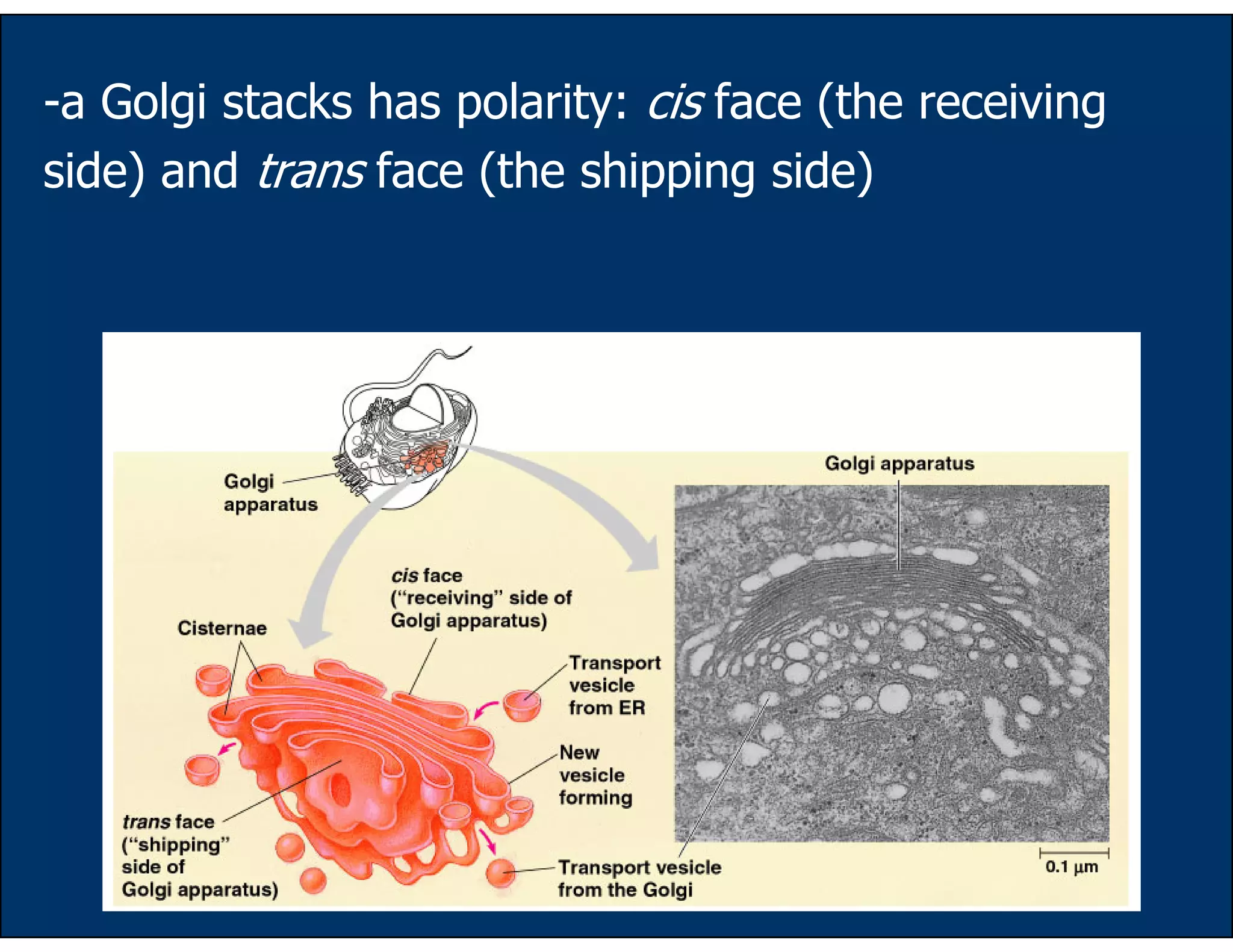 39
-a Golgi stacks has polarity: cis face (the receiving
side) and trans face (the shipping side)
 