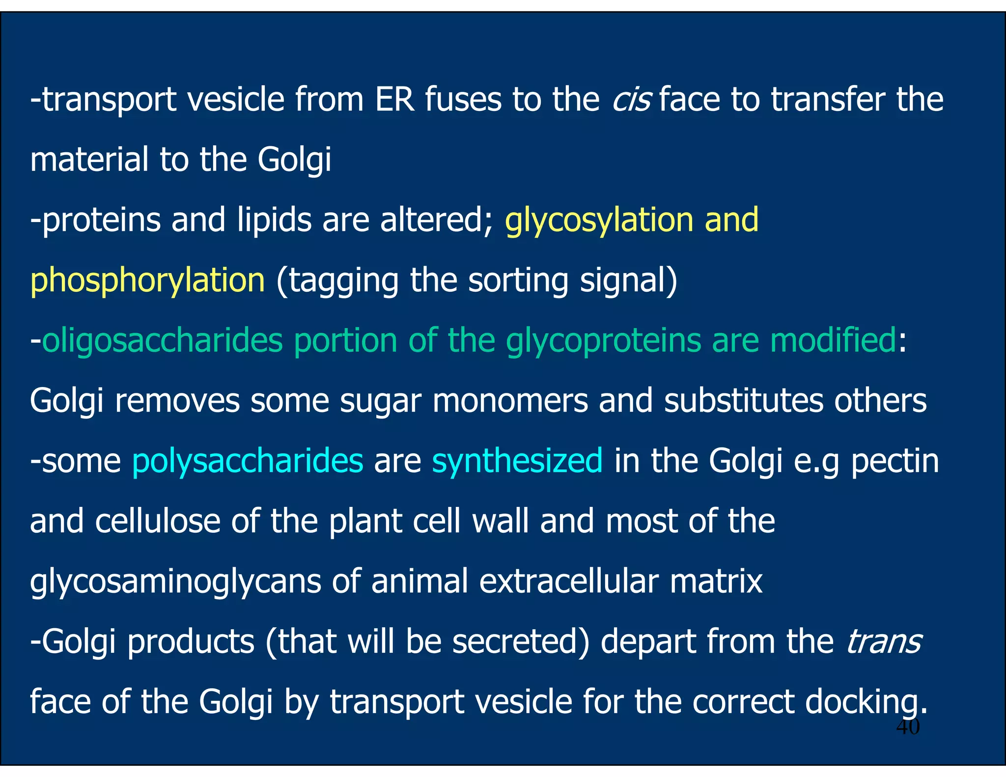40
-transport vesicle from ER fuses to the cis face to transfer the
material to the Golgi
-proteins and lipids are altered; glycosylation and
phosphorylation (tagging the sorting signal)
-oligosaccharides portion of the glycoproteins are modified:
Golgi removes some sugar monomers and substitutes others
-some polysaccharides are synthesized in the Golgi e.g pectin
and cellulose of the plant cell wall and most of the
glycosaminoglycans of animal extracellular matrix
-Golgi products (that will be secreted) depart from the trans
face of the Golgi by transport vesicle for the correct docking.
 