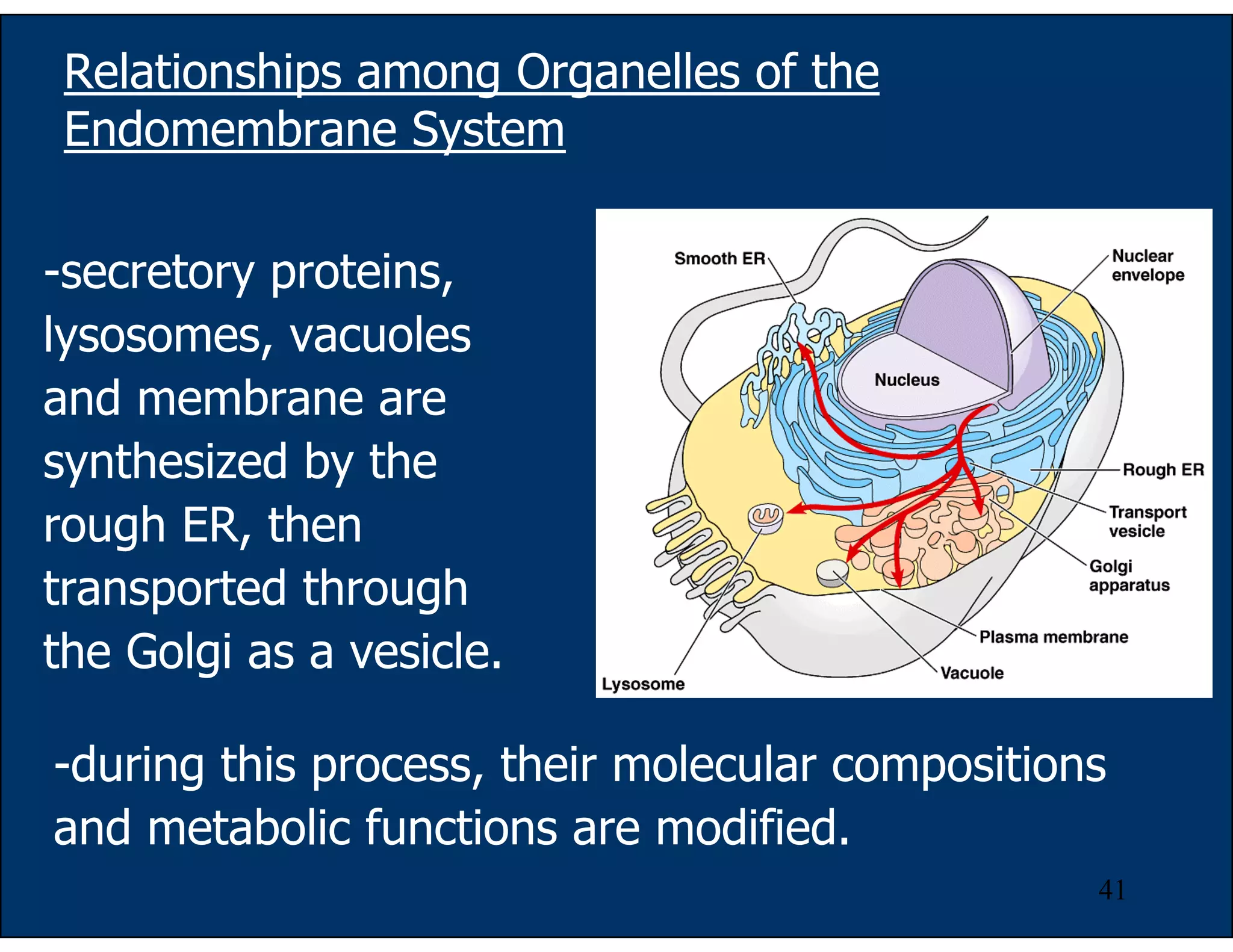 41
Relationships among Organelles of the
Endomembrane System
-secretory proteins,
lysosomes, vacuoles
and membrane are
synthesized by the
rough ER, then
transported through
the Golgi as a vesicle.
-during this process, their molecular compositions
and metabolic functions are modified.
 