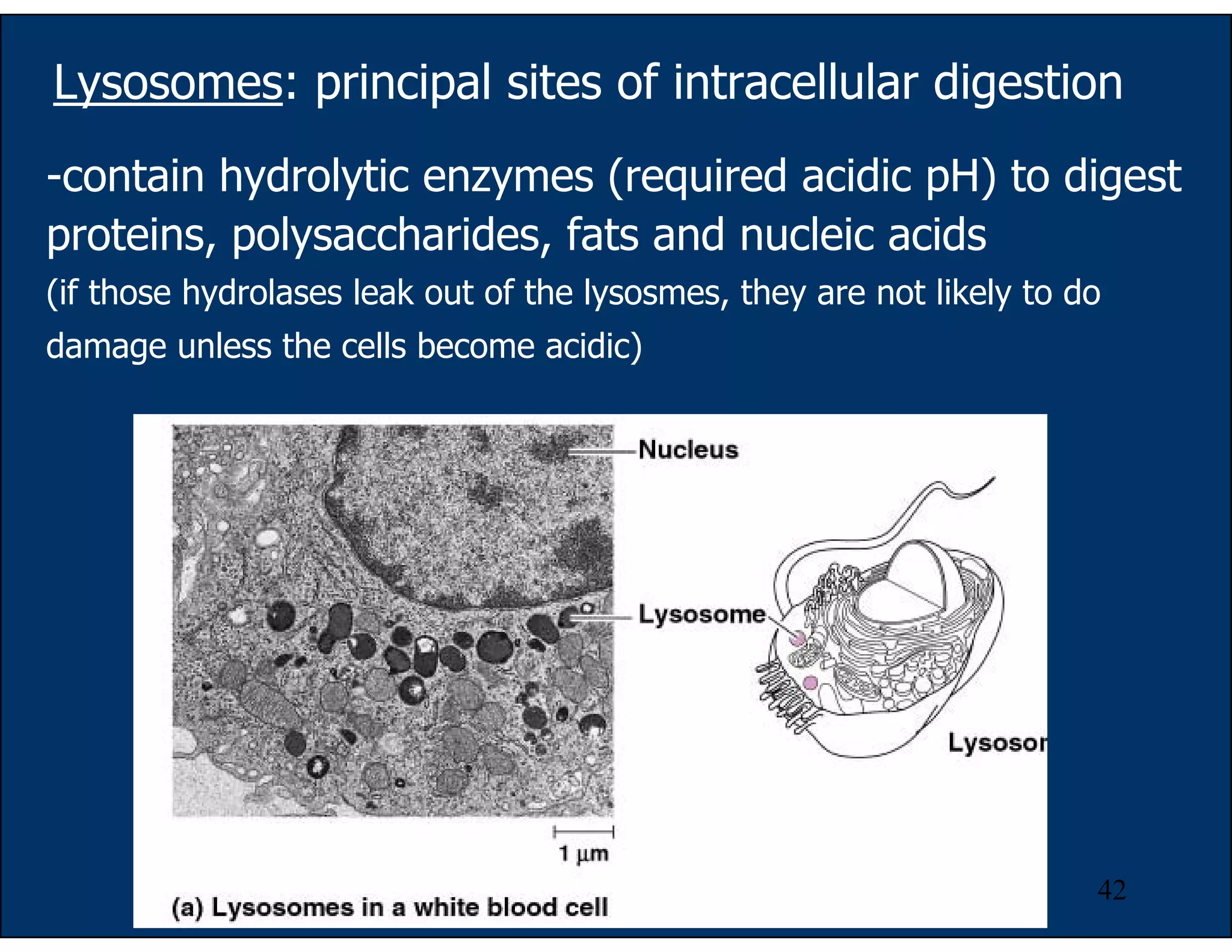 42
Lysosomes: principal sites of intracellular digestion
-contain hydrolytic enzymes (required acidic pH) to digest
proteins, polysaccharides, fats and nucleic acids
(if those hydrolases leak out of the lysosmes, they are not likely to do
damage unless the cells become acidic)
 