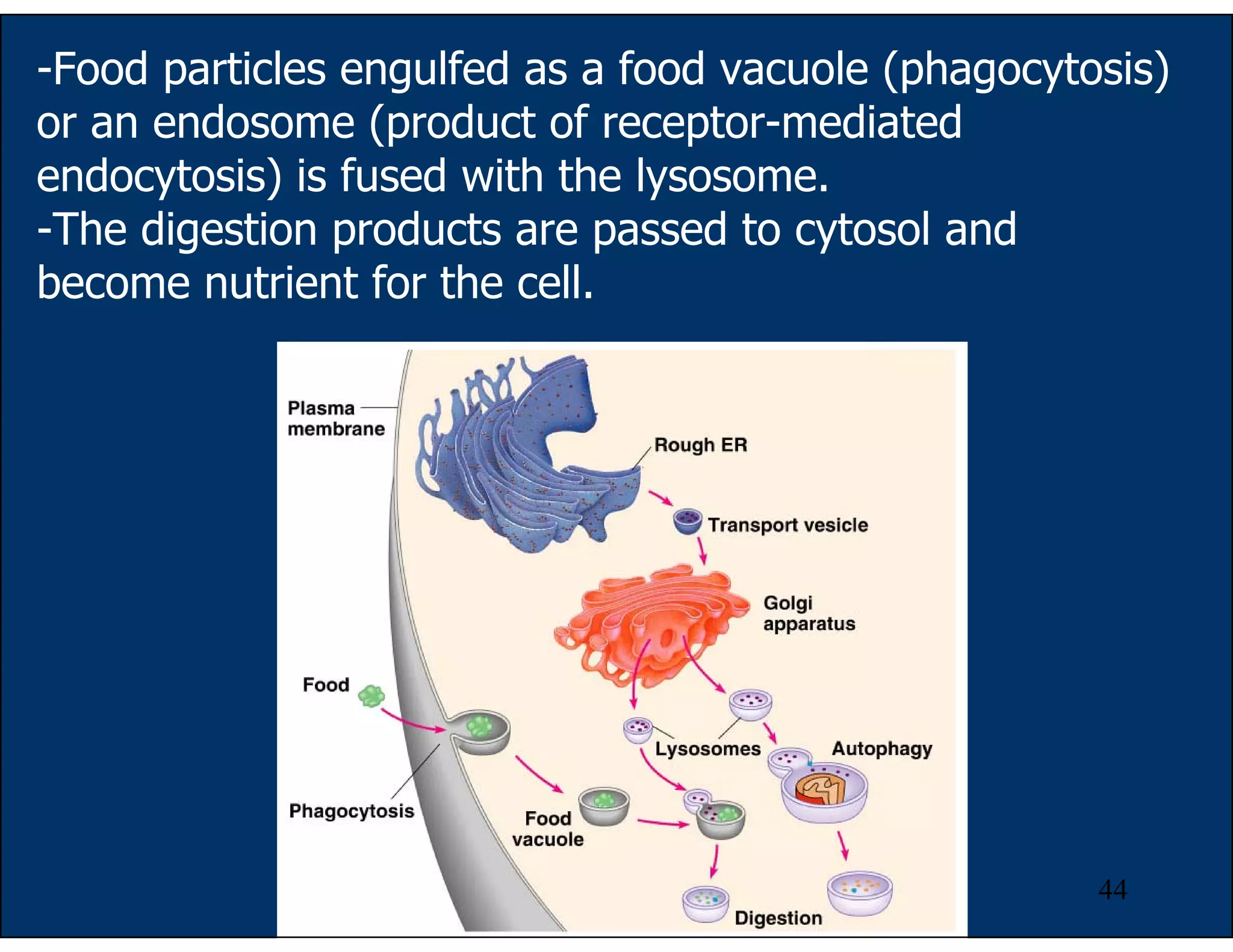 44
-Food particles engulfed as a food vacuole (phagocytosis)
or an endosome (product of receptor-mediated
endocytosis) is fused with the lysosome.
-The digestion products are passed to cytosol and
become nutrient for the cell.
 