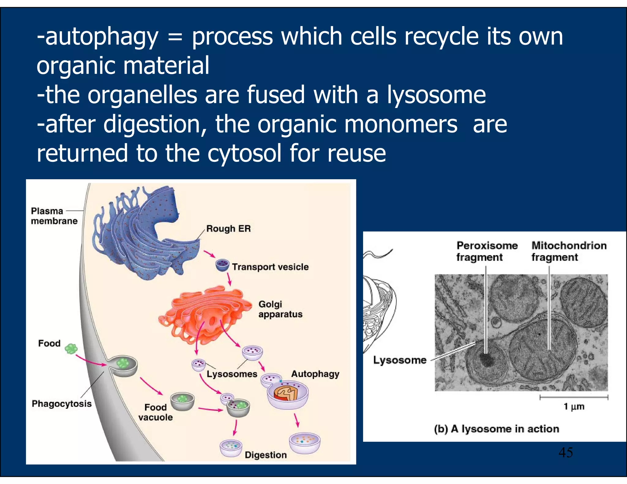45
-autophagy = process which cells recycle its own
organic material
-the organelles are fused with a lysosome
-after digestion, the organic monomers are
returned to the cytosol for reuse
 