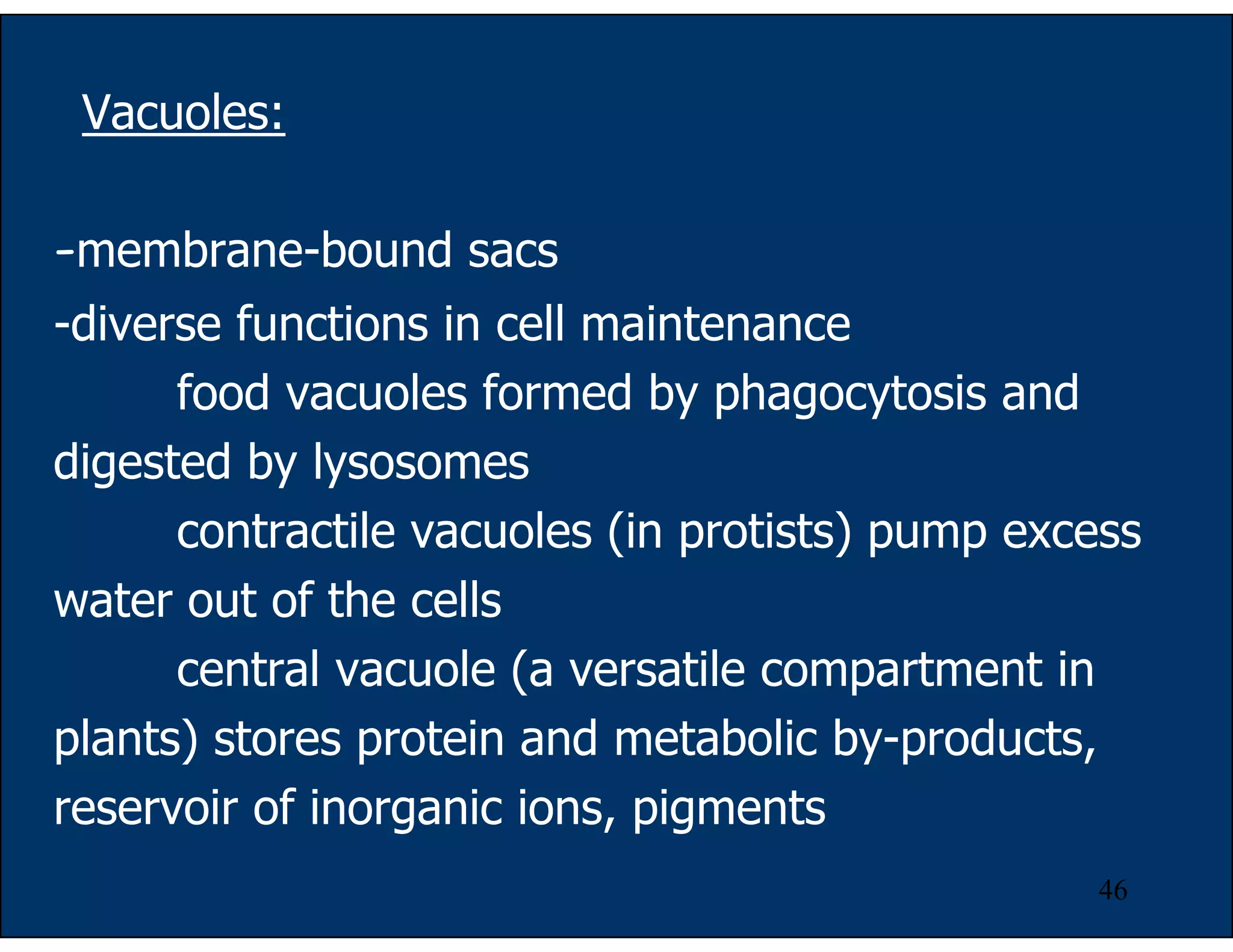 46
Vacuoles:
-membrane-bound sacs
-diverse functions in cell maintenance
food vacuoles formed by phagocytosis and
digested by lysosomes
contractile vacuoles (in protists) pump excess
water out of the cells
central vacuole (a versatile compartment in
plants) stores protein and metabolic by-products,
reservoir of inorganic ions, pigments
 