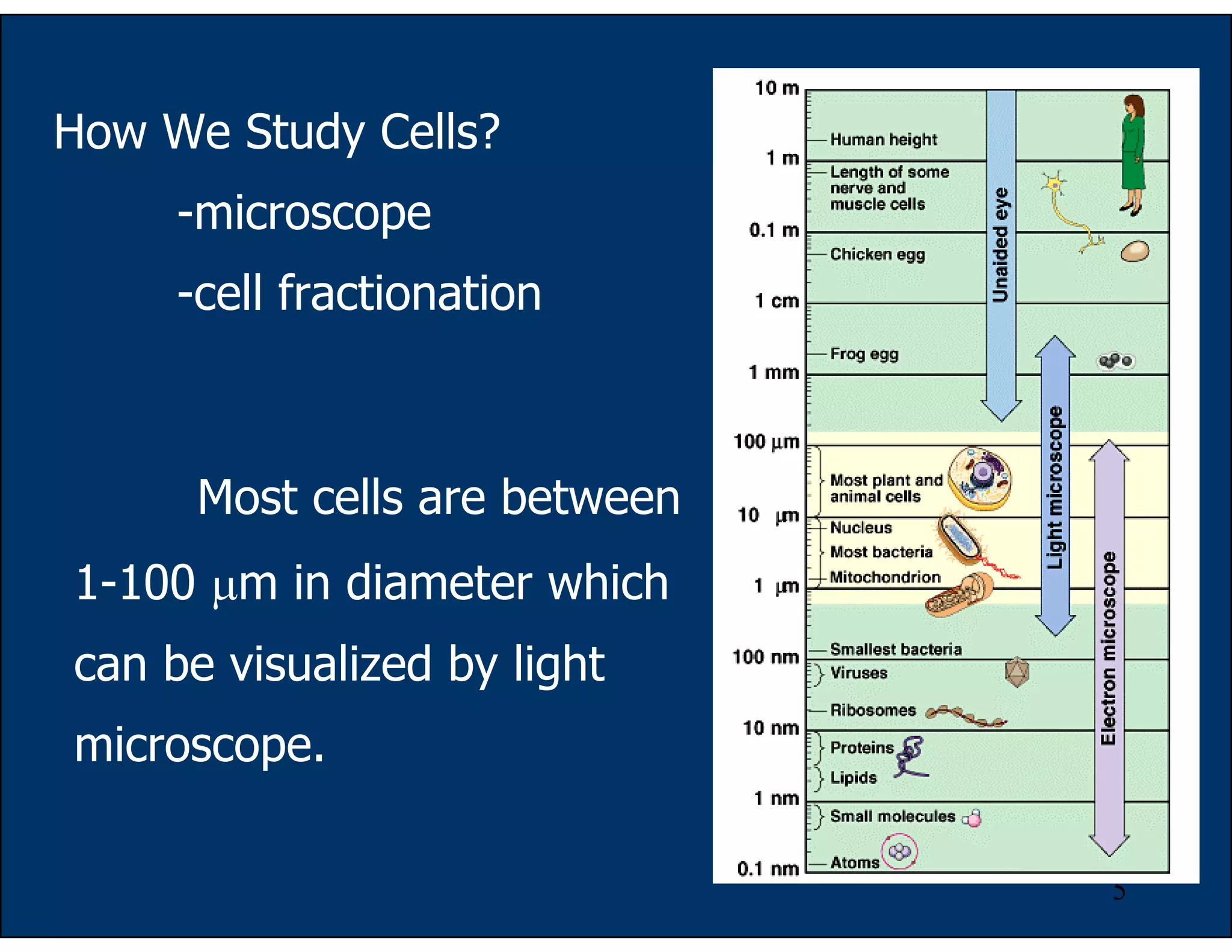 5
How We Study Cells?
-microscope
-cell fractionation
Most cells are between
1-100 µm in diameter which
can be visualized by light
microscope.
 