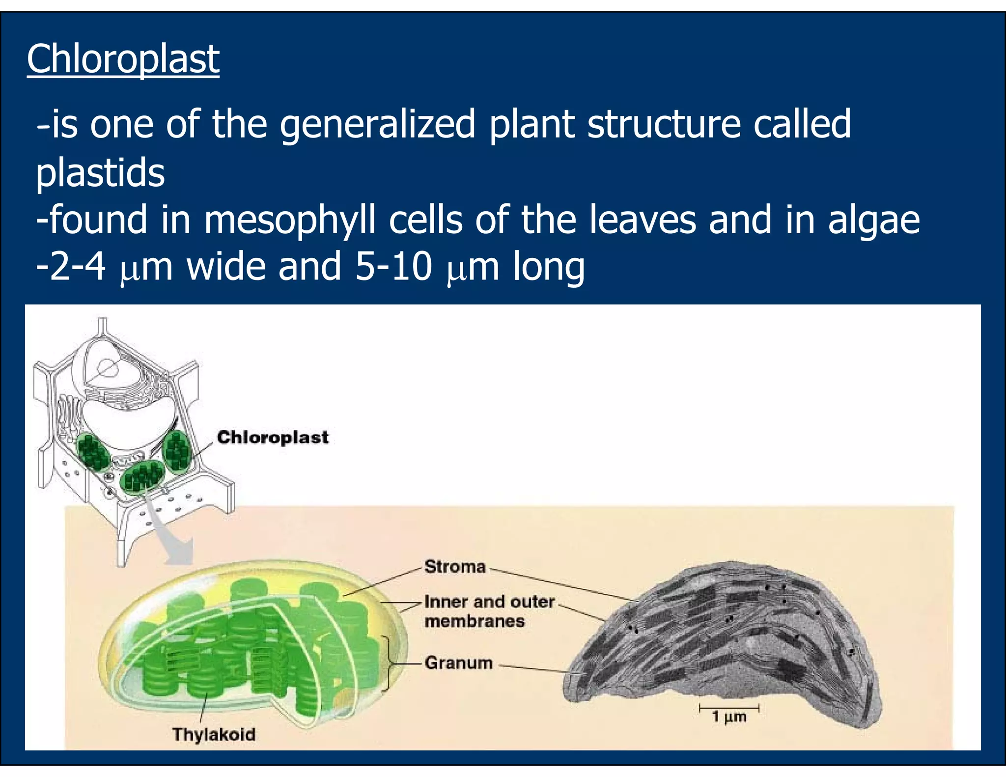 53
Chloroplast
-is one of the generalized plant structure called
plastids
-found in mesophyll cells of the leaves and in algae
-2-4 µm wide and 5-10 µm long
 