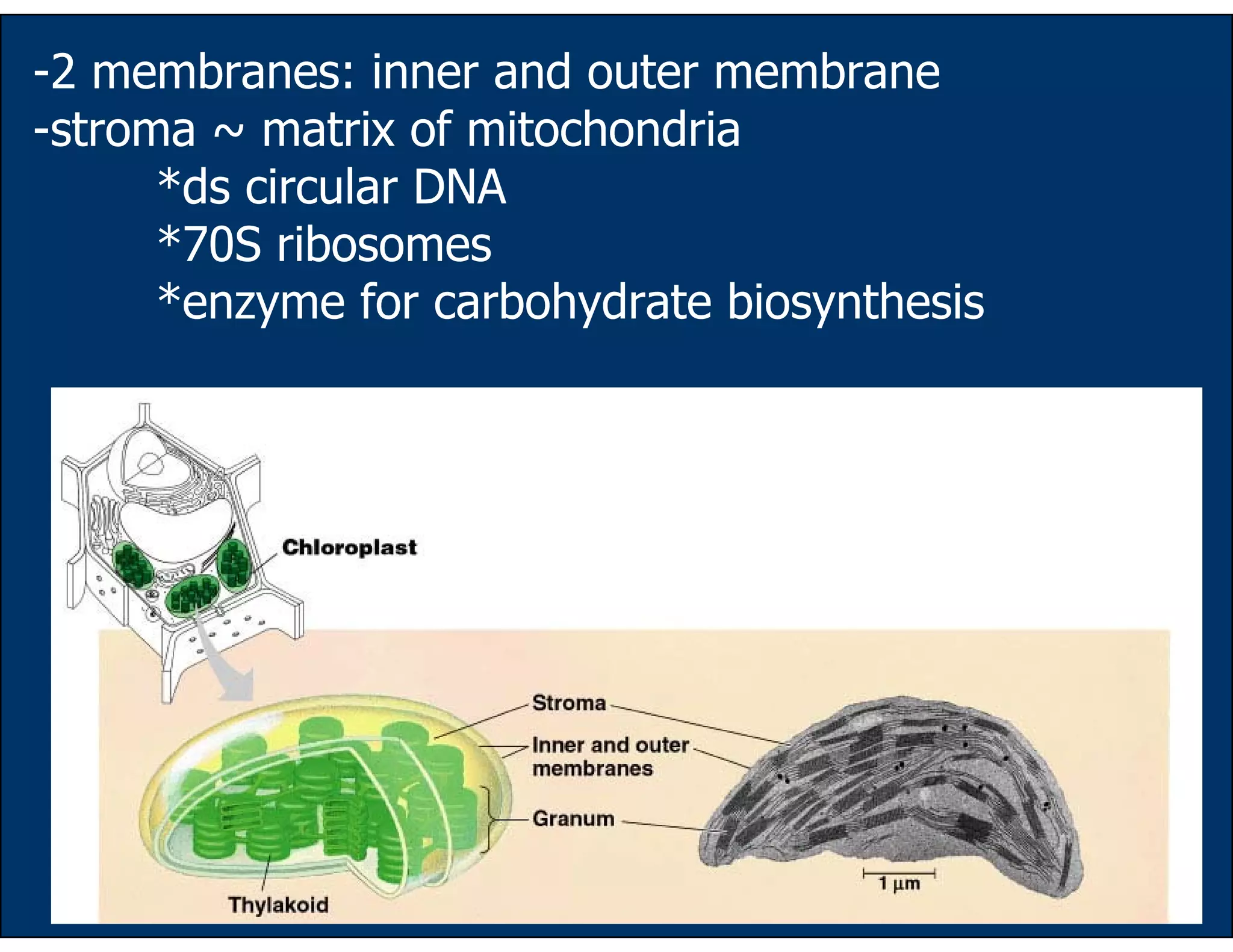 54
-2 membranes: inner and outer membrane
-stroma ~ matrix of mitochondria
*ds circular DNA
*70S ribosomes
*enzyme for carbohydrate biosynthesis
 