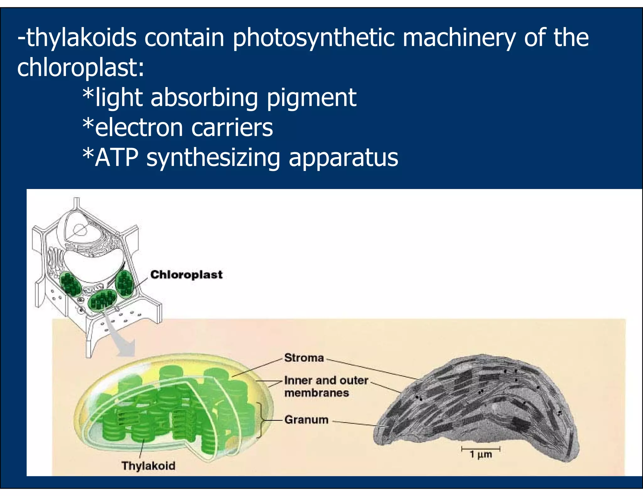 55
-thylakoids contain photosynthetic machinery of the
chloroplast:
*light absorbing pigment
*electron carriers
*ATP synthesizing apparatus
 