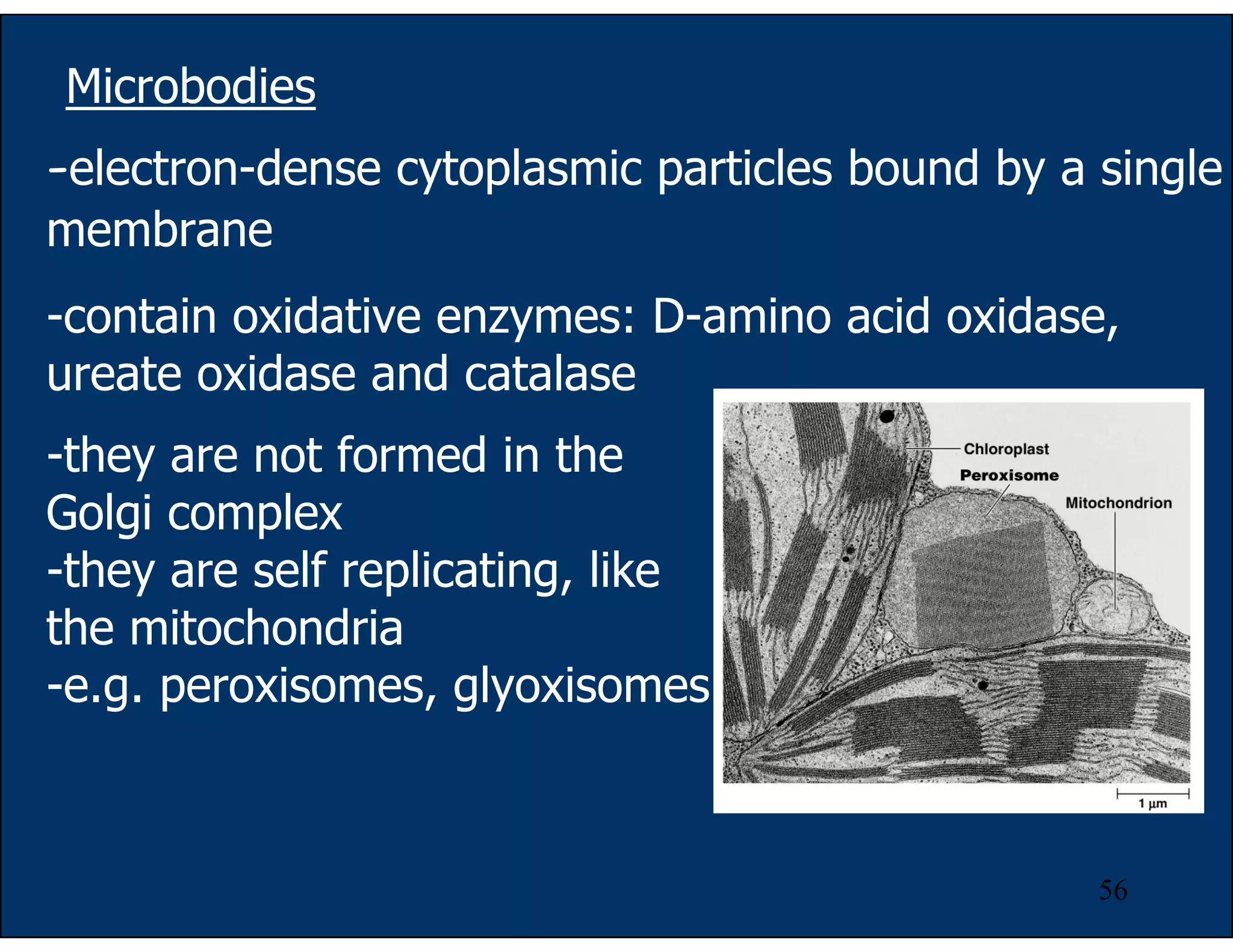 56
-electron-dense cytoplasmic particles bound by a single
membrane
-contain oxidative enzymes: D-amino acid oxidase,
ureate oxidase and catalase
Microbodies
-they are not formed in the
Golgi complex
-they are self replicating, like
the mitochondria
-e.g. peroxisomes, glyoxisomes
 