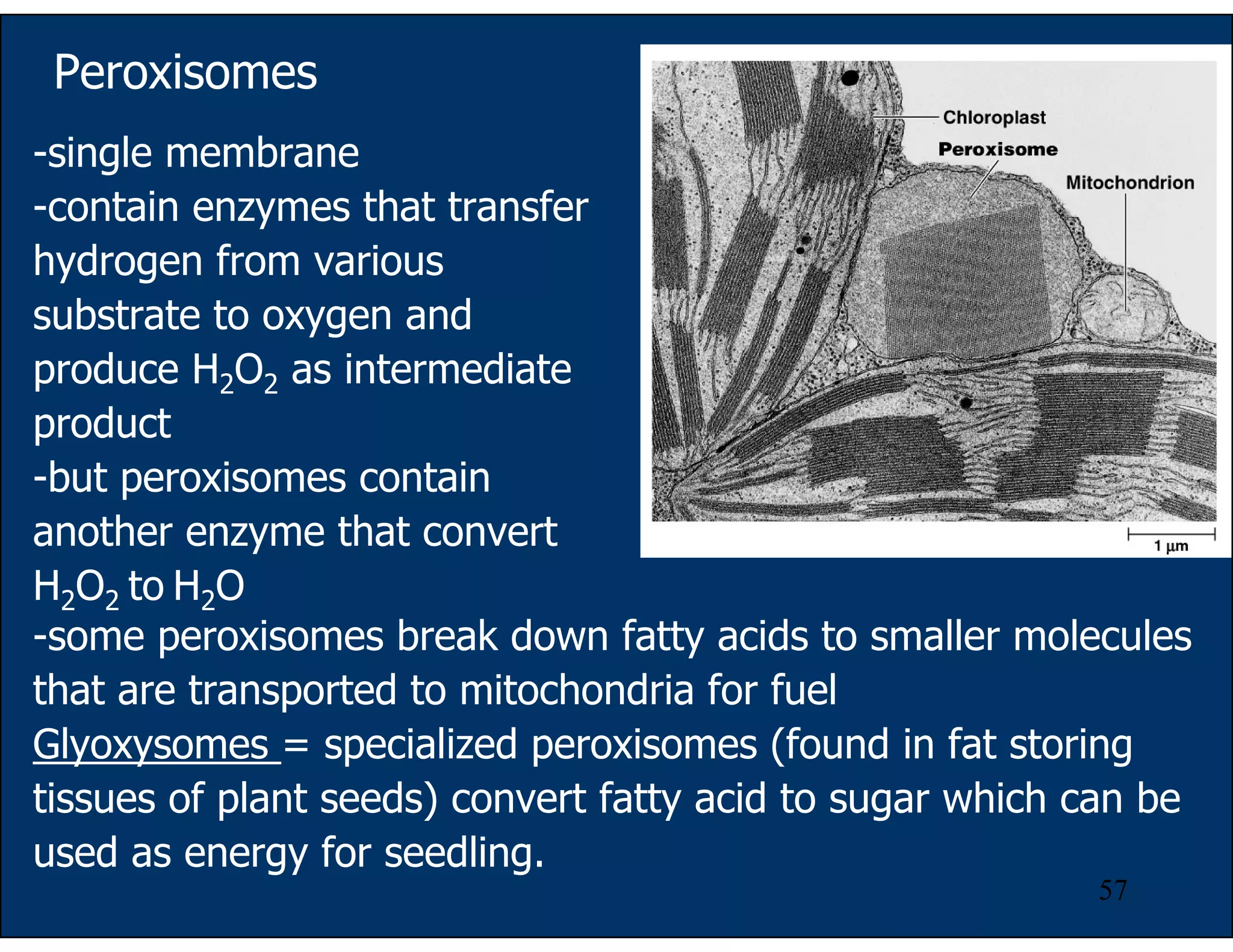 57
Peroxisomes
-single membrane
-contain enzymes that transfer
hydrogen from various
substrate to oxygen and
produce H2O2 as intermediate
product
-but peroxisomes contain
another enzyme that convert
H2O2 to H2O
-some peroxisomes break down fatty acids to smaller molecules
that are transported to mitochondria for fuel
Glyoxysomes = specialized peroxisomes (found in fat storing
tissues of plant seeds) convert fatty acid to sugar which can be
used as energy for seedling.
 