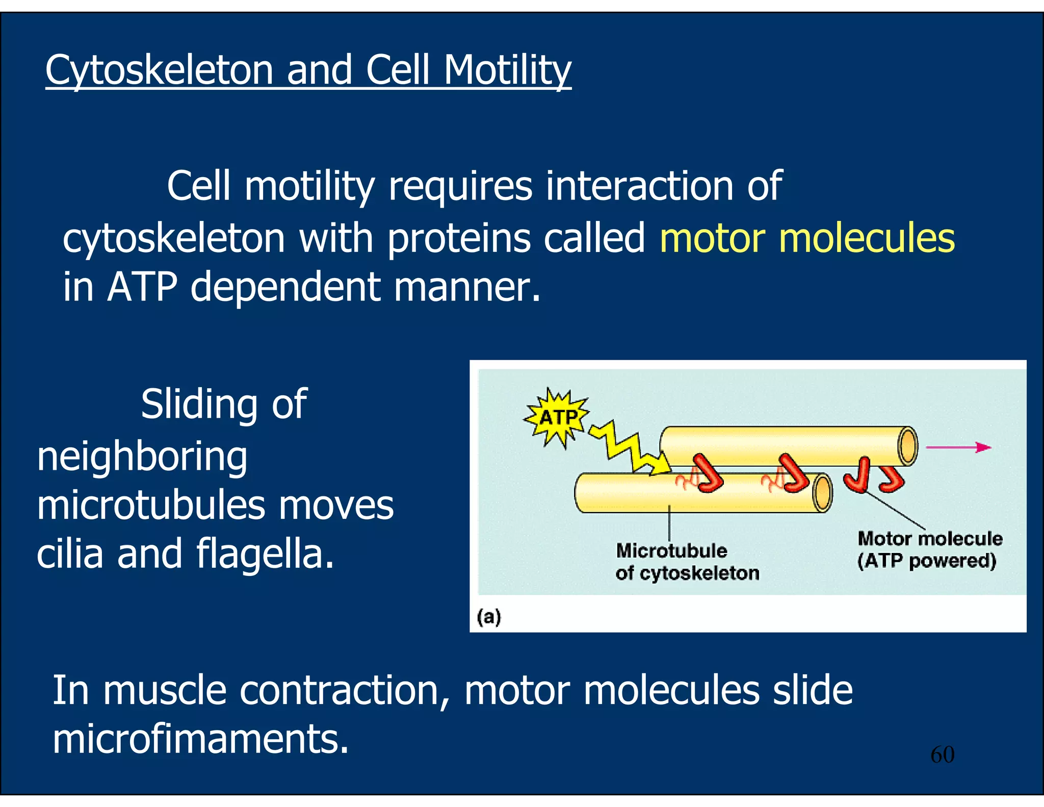 60
Cytoskeleton and Cell Motility
Cell motility requires interaction of
cytoskeleton with proteins called motor molecules
in ATP dependent manner.
Sliding of
neighboring
microtubules moves
cilia and flagella.
In muscle contraction, motor molecules slide
microfimaments.
 