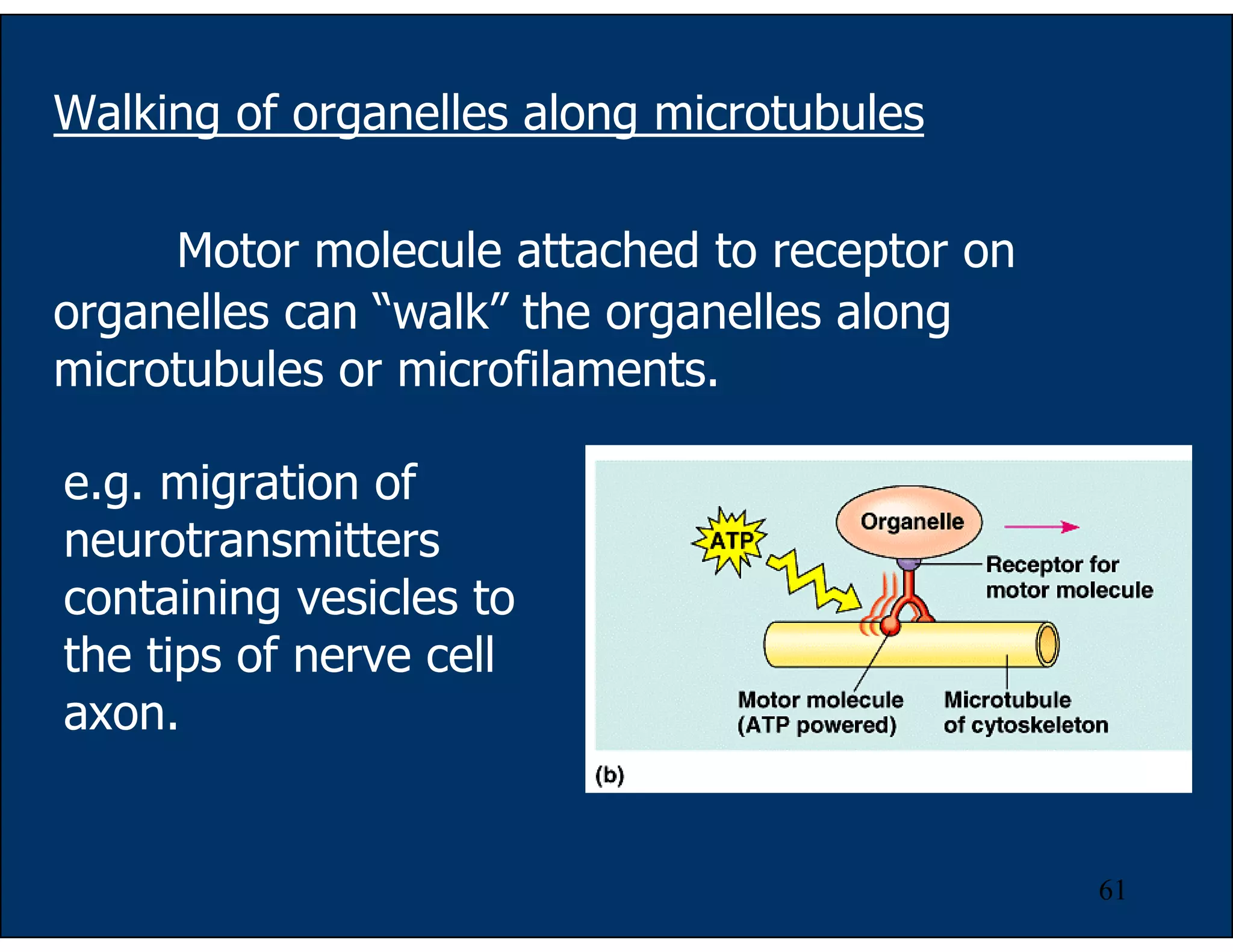 61
Motor molecule attached to receptor on
organelles can “walk” the organelles along
microtubules or microfilaments.
Walking of organelles along microtubules
e.g. migration of
neurotransmitters
containing vesicles to
the tips of nerve cell
axon.
 