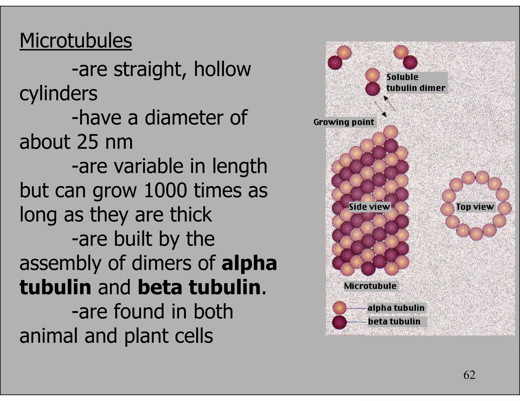 62
-are straight, hollow
cylinders
-have a diameter of
about 25 nm
-are variable in length
but can grow 1000 times as
long as they are thick
-are built by the
assembly of dimers of alpha
tubulin and beta tubulin.
-are found in both
animal and plant cells
Microtubules
 
