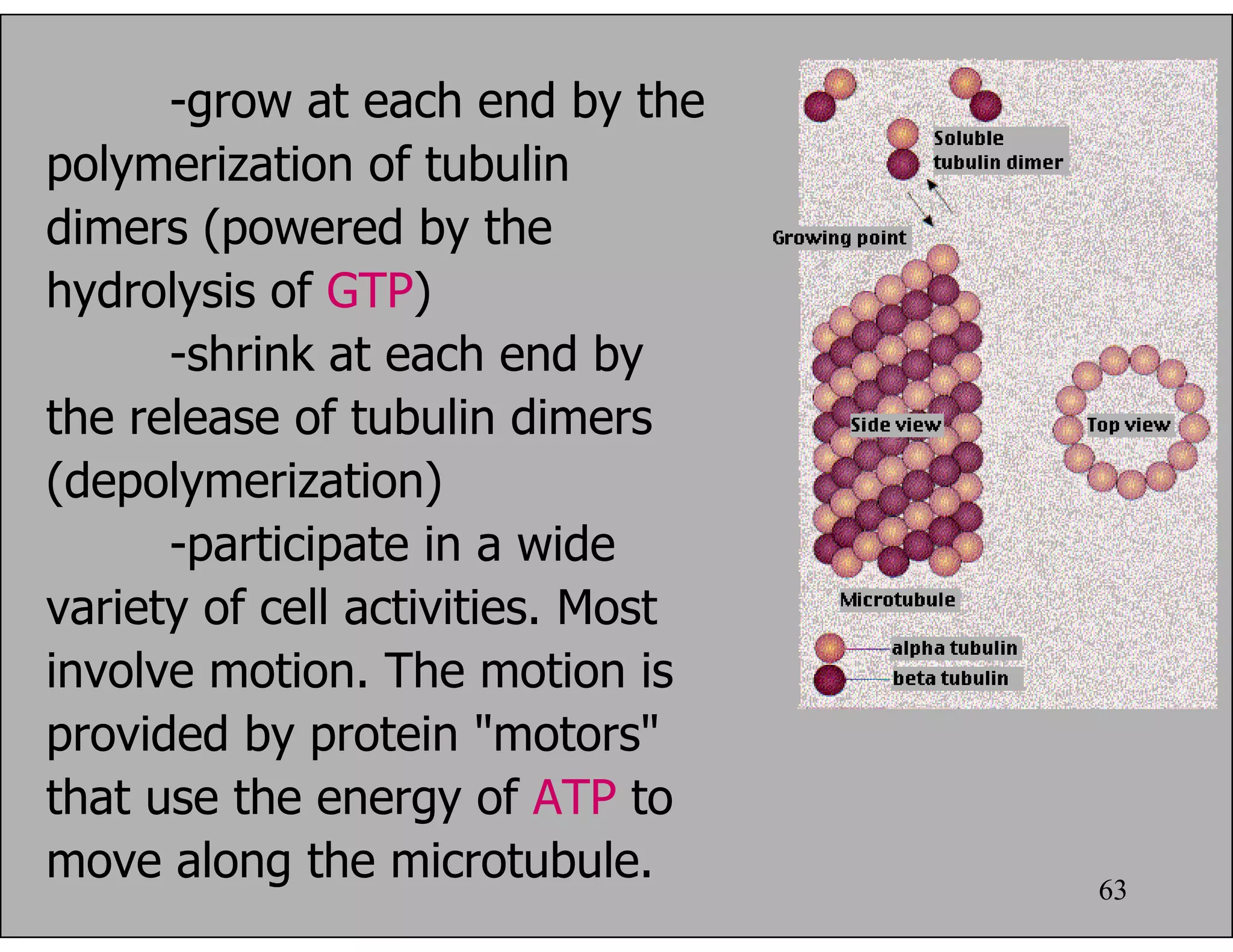 63
-grow at each end by the
polymerization of tubulin
dimers (powered by the
hydrolysis of GTP)
-shrink at each end by
the release of tubulin dimers
(depolymerization)
-participate in a wide
variety of cell activities. Most
involve motion. The motion is
provided by protein "motors"
that use the energy of ATP to
move along the microtubule.
 