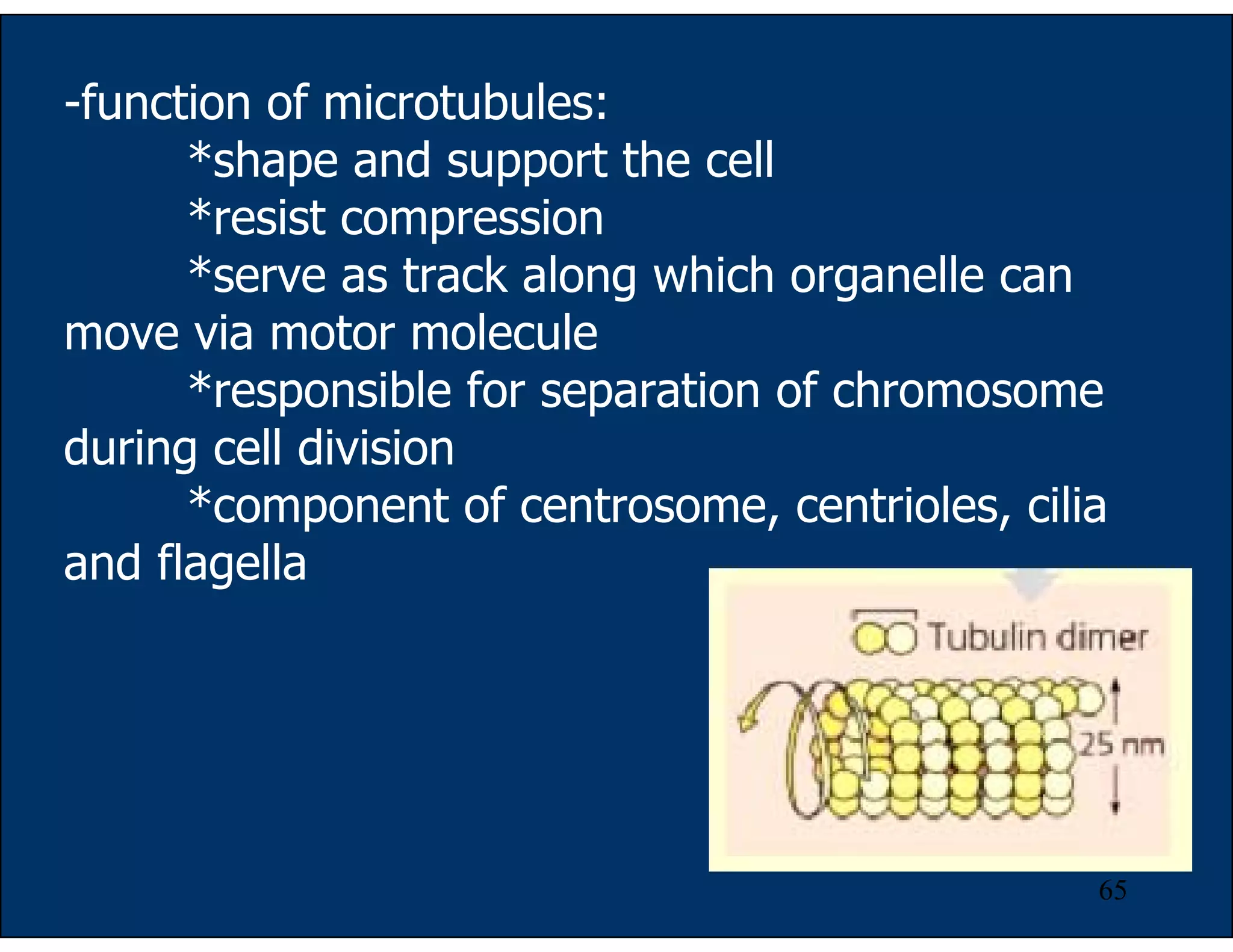 65
-function of microtubules:
*shape and support the cell
*resist compression
*serve as track along which organelle can
move via motor molecule
*responsible for separation of chromosome
during cell division
*component of centrosome, centrioles, cilia
and flagella
 