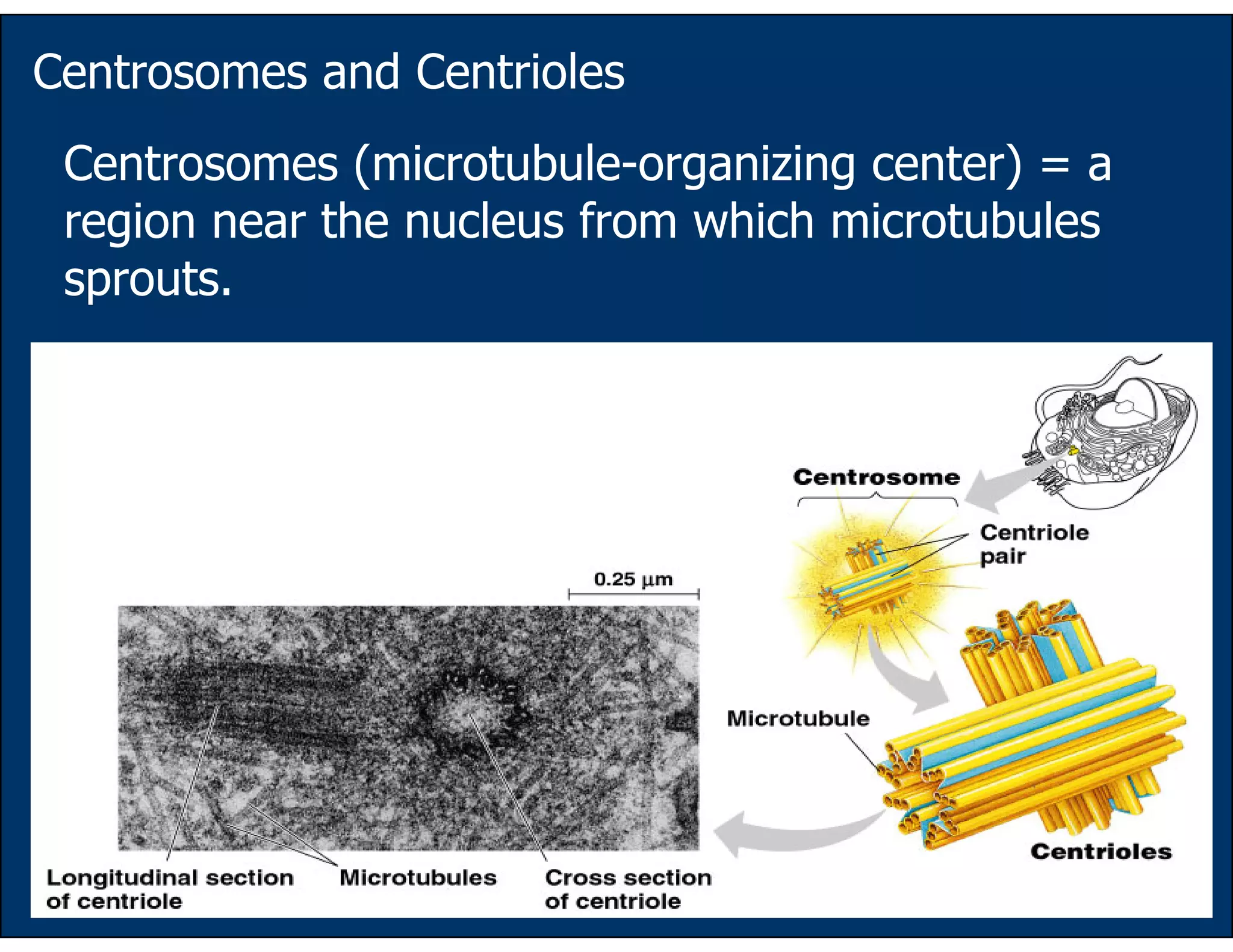 66
Centrosomes and Centrioles
Centrosomes (microtubule-organizing center) = a
region near the nucleus from which microtubules
sprouts.
 