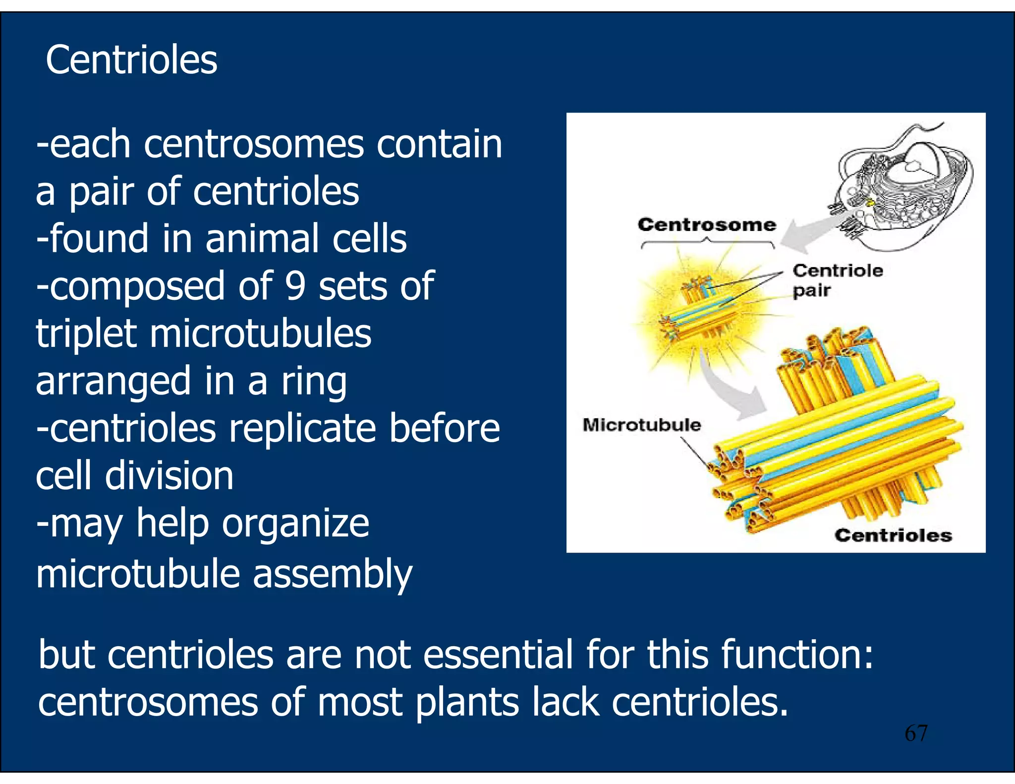 67
Centrioles
-each centrosomes contain
a pair of centrioles
-found in animal cells
-composed of 9 sets of
triplet microtubules
arranged in a ring
-centrioles replicate before
cell division
-may help organize
microtubule assembly
but centrioles are not essential for this function:
centrosomes of most plants lack centrioles.
 