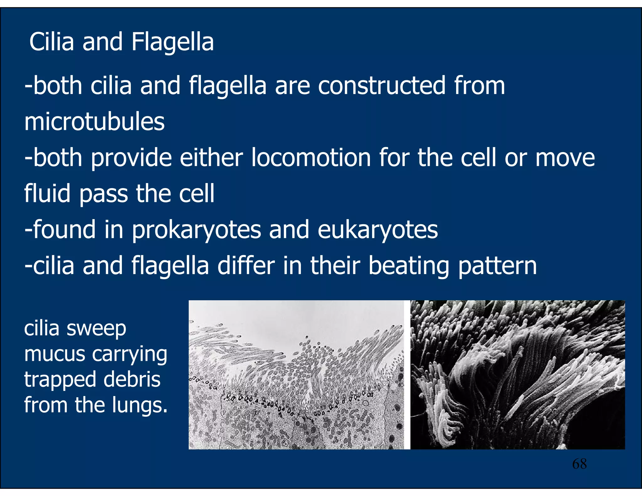 68
Cilia and Flagella
-both cilia and flagella are constructed from
microtubules
-both provide either locomotion for the cell or move
fluid pass the cell
-found in prokaryotes and eukaryotes
-cilia and flagella differ in their beating pattern
cilia sweep
mucus carrying
trapped debris
from the lungs.
 