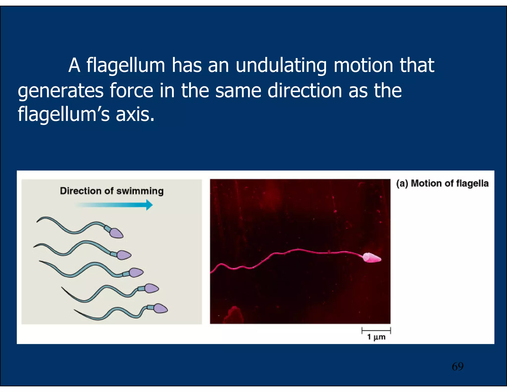 69
A flagellum has an undulating motion that
generates force in the same direction as the
flagellum’s axis.
 