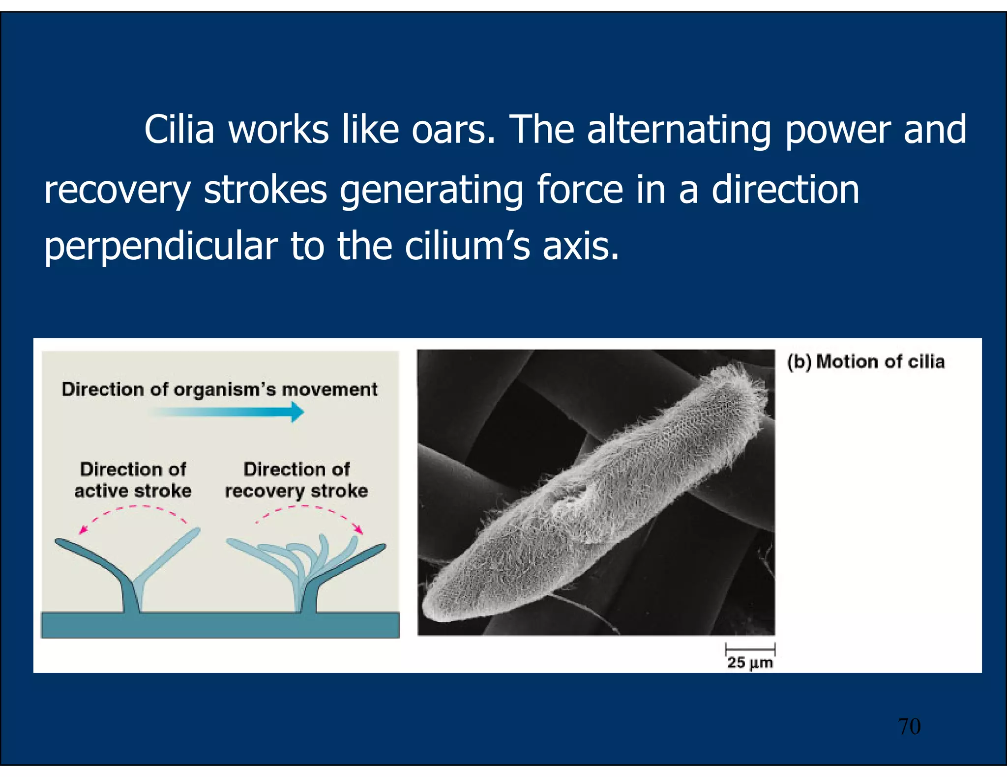 70
Cilia works like oars. The alternating power and
recovery strokes generating force in a direction
perpendicular to the cilium’s axis.
 