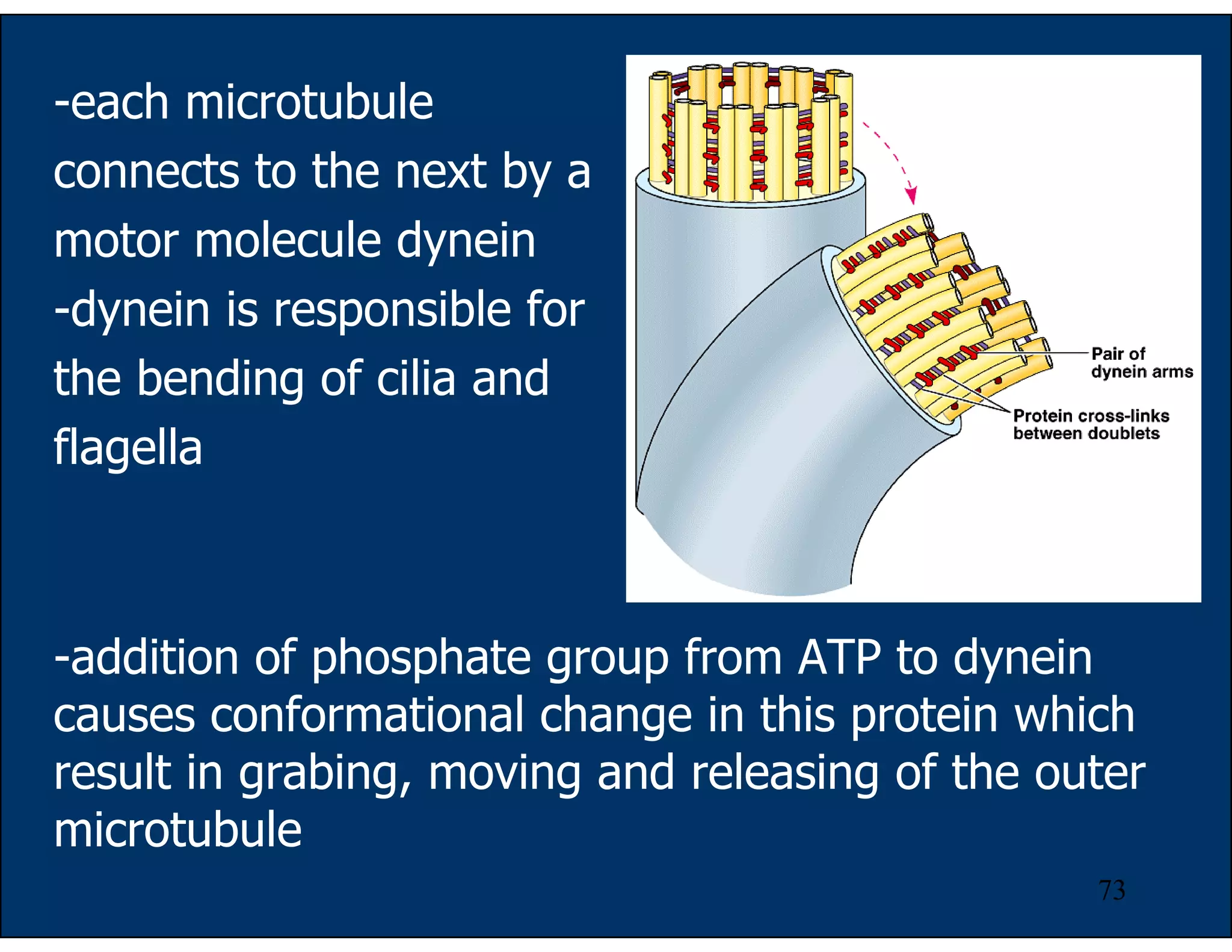 73
-each microtubule
connects to the next by a
motor molecule dynein
-dynein is responsible for
the bending of cilia and
flagella
-addition of phosphate group from ATP to dynein
causes conformational change in this protein which
result in grabing, moving and releasing of the outer
microtubule
 