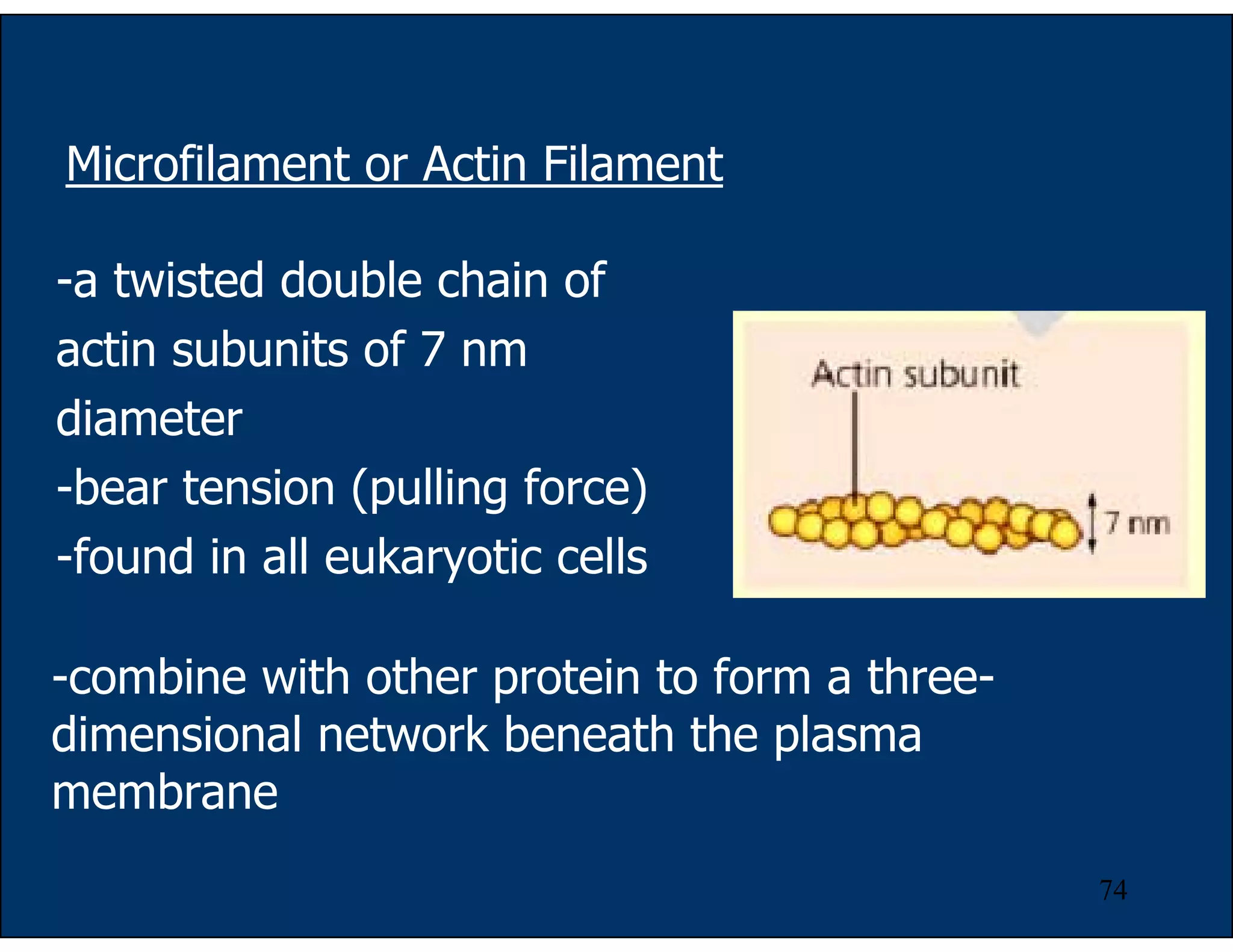 74
Microfilament or Actin Filament
-a twisted double chain of
actin subunits of 7 nm
diameter
-bear tension (pulling force)
-found in all eukaryotic cells
-combine with other protein to form a three-
dimensional network beneath the plasma
membrane
 