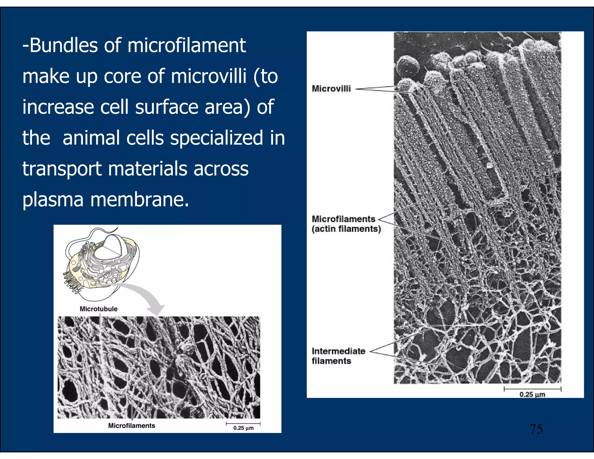 75
-Bundles of microfilament
make up core of microvilli (to
increase cell surface area) of
the animal cells specialized in
transport materials across
plasma membrane.
 
