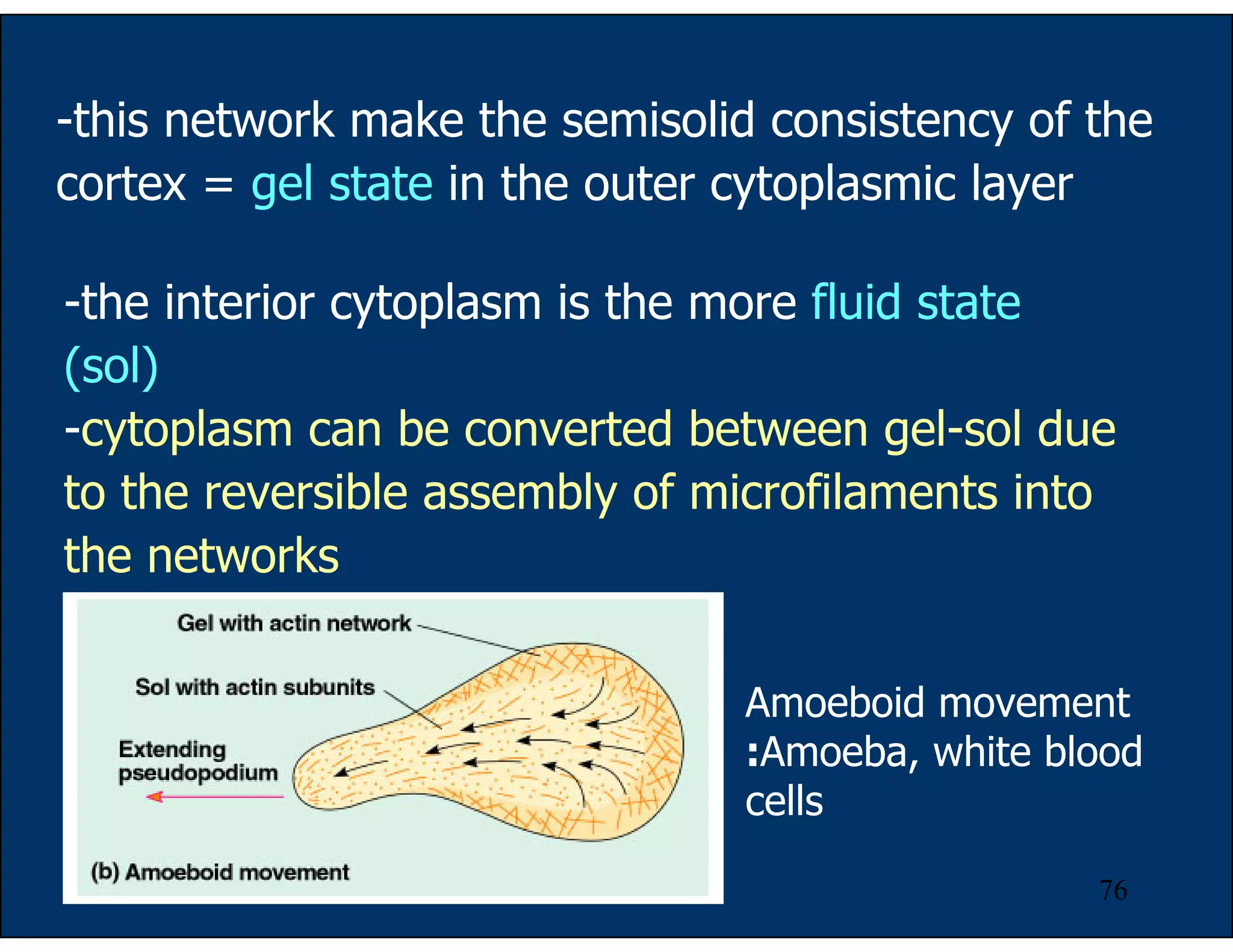 76
-this network make the semisolid consistency of the
cortex = gel state in the outer cytoplasmic layer
-the interior cytoplasm is the more fluid state
(sol)
-cytoplasm can be converted between gel-sol due
to the reversible assembly of microfilaments into
the networks
Amoeboid movement
:Amoeba, white blood
cells
 