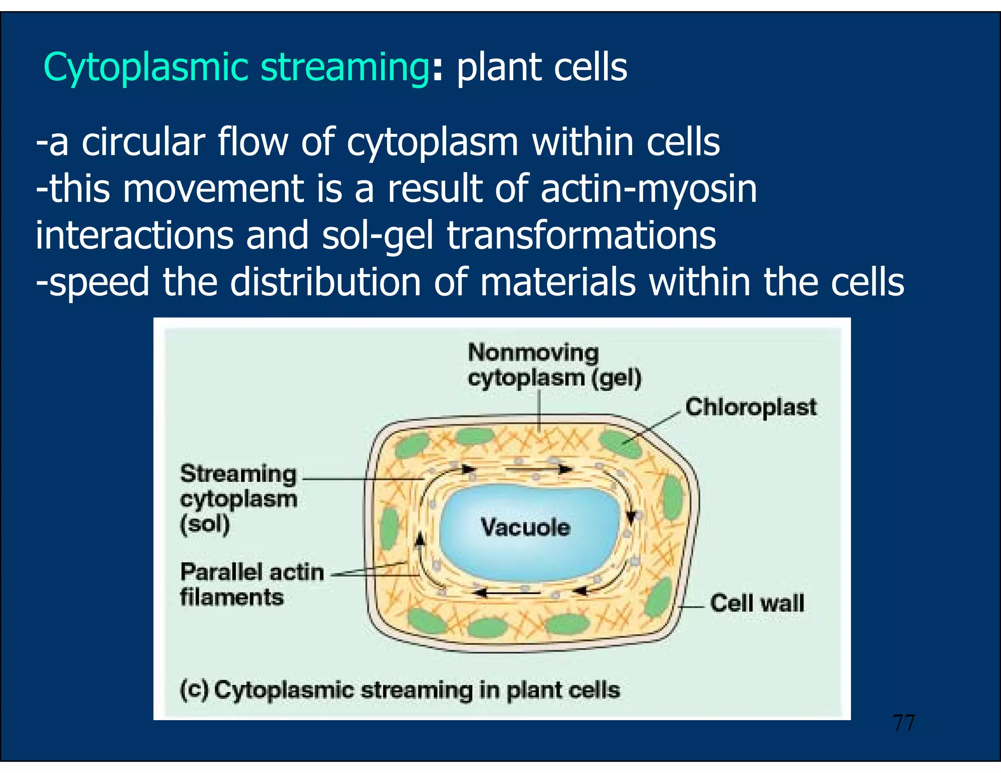 77
Cytoplasmic streaming: plant cells
-a circular flow of cytoplasm within cells
-this movement is a result of actin-myosin
interactions and sol-gel transformations
-speed the distribution of materials within the cells
 