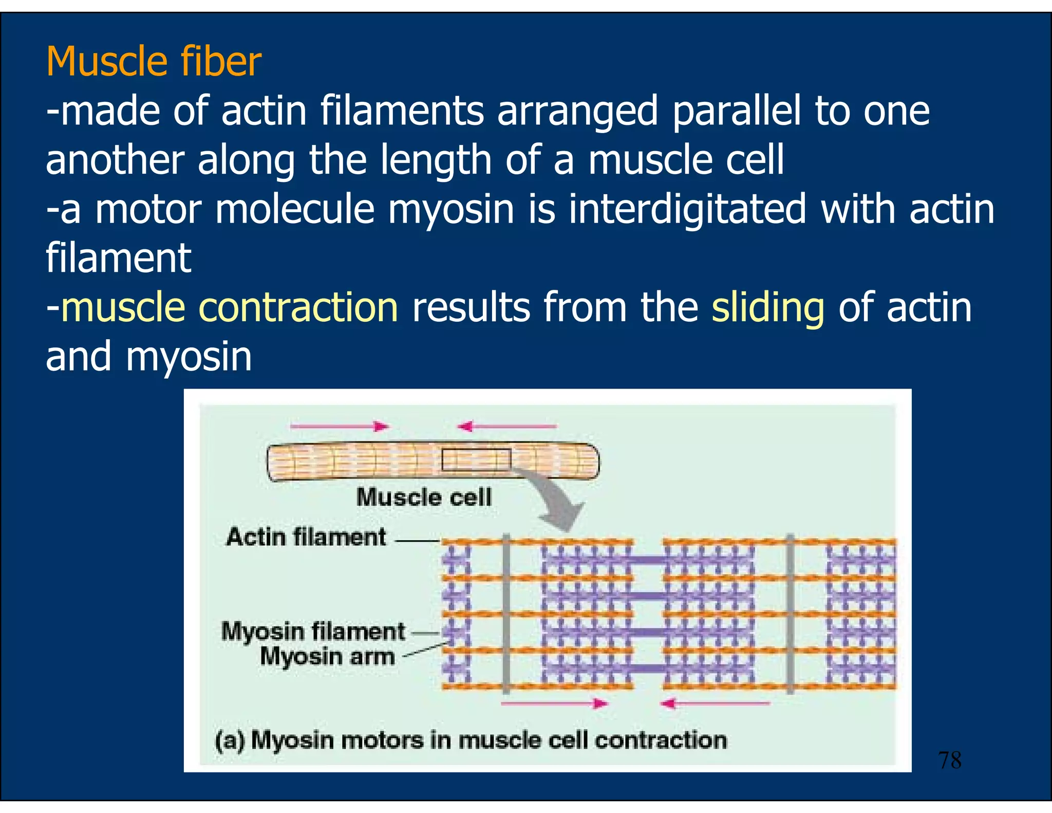 78
Muscle fiber
-made of actin filaments arranged parallel to one
another along the length of a muscle cell
-a motor molecule myosin is interdigitated with actin
filament
-muscle contraction results from the sliding of actin
and myosin
 