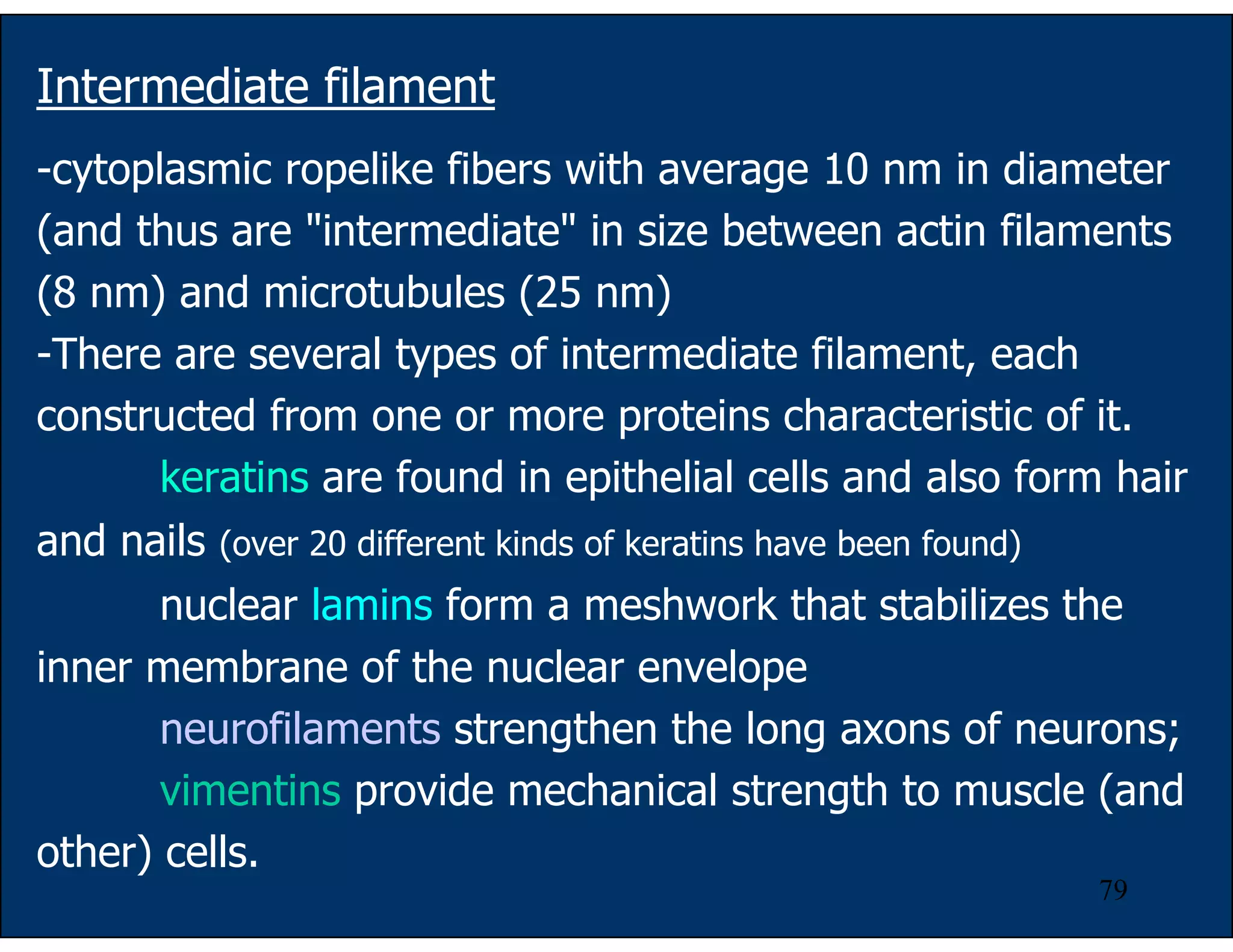 79
-cytoplasmic ropelike fibers with average 10 nm in diameter
(and thus are "intermediate" in size between actin filaments
(8 nm) and microtubules (25 nm)
-There are several types of intermediate filament, each
constructed from one or more proteins characteristic of it.
keratins are found in epithelial cells and also form hair
and nails (over 20 different kinds of keratins have been found)
nuclear lamins form a meshwork that stabilizes the
inner membrane of the nuclear envelope
neurofilaments strengthen the long axons of neurons;
vimentins provide mechanical strength to muscle (and
other) cells.
Intermediate filament
 