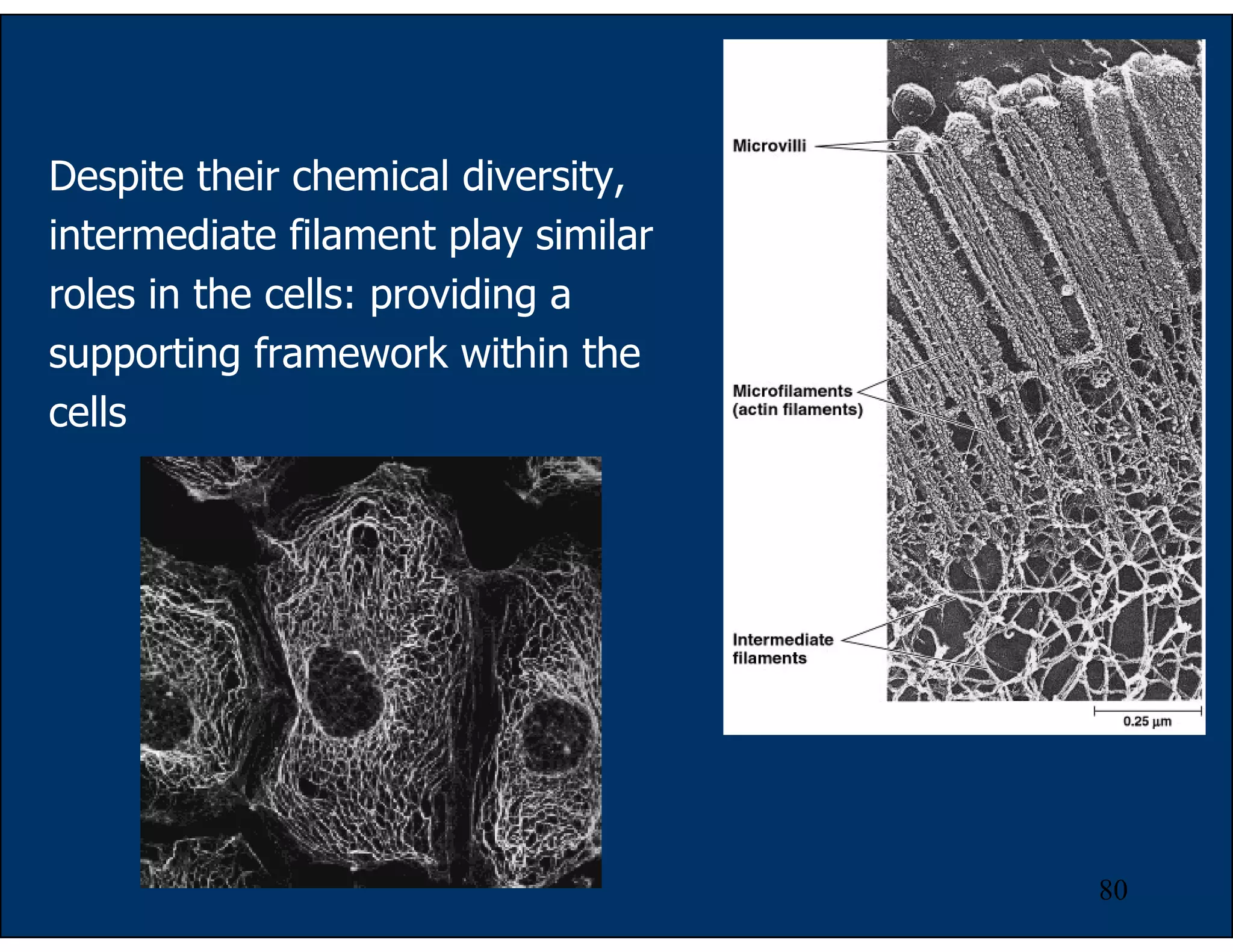 80
Despite their chemical diversity,
intermediate filament play similar
roles in the cells: providing a
supporting framework within the
cells
 