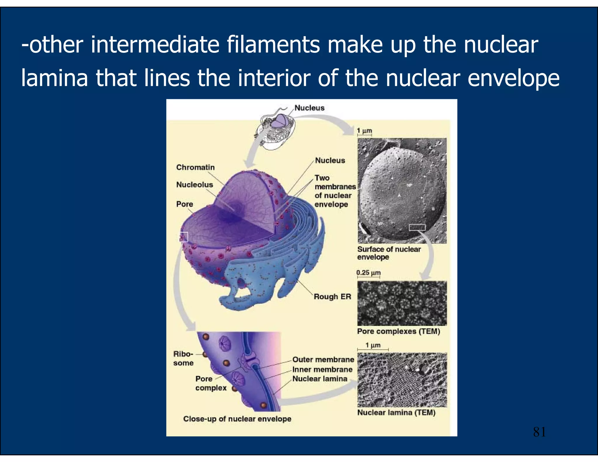 81
-other intermediate filaments make up the nuclear
lamina that lines the interior of the nuclear envelope
 