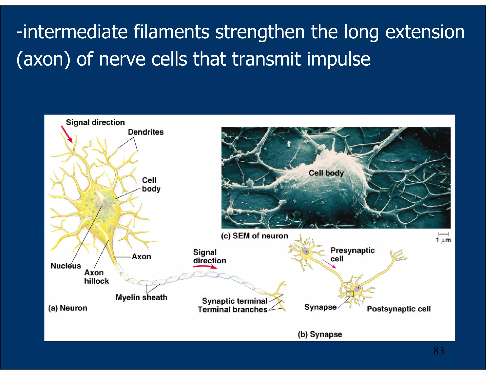 83
-intermediate filaments strengthen the long extension
(axon) of nerve cells that transmit impulse
 