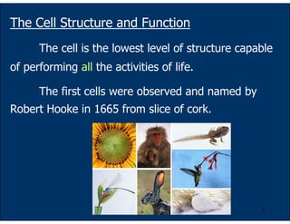 1
The Cell Structure and Function
The cell is the lowest level of structure capable
of performing all the activities of life.
The first cells were observed and named by
Robert Hooke in 1665 from slice of cork.
 