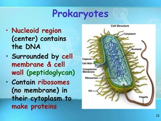 13
Prokaryotes
• Nucleoid region
(center) contains
the DNA
• Surrounded by cell
membrane & cell
wall (peptidoglycan)
• Contain ribosomes
(no membrane) in
their cytoplasm to
make proteins
 