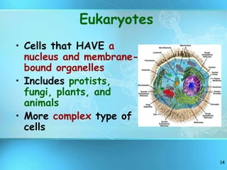14
Eukaryotes
• Cells that HAVE a
nucleus and membrane-
bound organelles
• Includes protists,
fungi, plants, and
animals
• More complex type of
cells
 