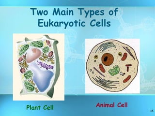 16
Two Main Types of
Eukaryotic Cells
Plant Cell Animal Cell
 