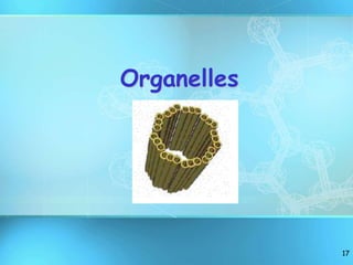 17
Organelles
 