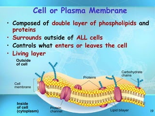 19
Cell or Plasma Membrane
Outside
of cell
Inside
of cell
(cytoplasm)
Cell
membrane
Proteins
Protein
channel Lipid bilayer
Carbohydrate
chains
• Composed of double layer of phospholipids and
proteins
• Surrounds outside of ALL cells
• Controls what enters or leaves the cell
• Living layer
 