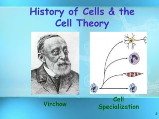 2
History of Cells & the
Cell Theory
Virchow
Cell
Specialization
 