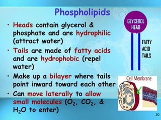 20
Phospholipids
• Heads contain glycerol &
phosphate and are hydrophilic
(attract water)
• Tails are made of fatty acids
and are hydrophobic (repel
water)
• Make up a bilayer where tails
point inward toward each other
• Can move laterally to allow
small molecules (O2, CO2, &
H2O to enter)
 