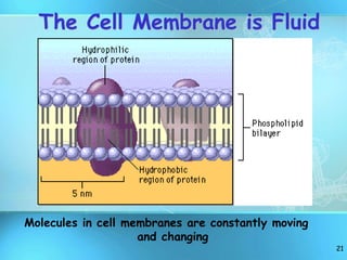 21
The Cell Membrane is Fluid
Molecules in cell membranes are constantly moving
and changing
 
