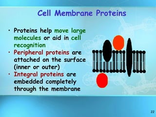 22
Cell Membrane Proteins
• Proteins help move large
molecules or aid in cell
recognition
• Peripheral proteins are
attached on the surface
(inner or outer)
• Integral proteins are
embedded completely
through the membrane
 