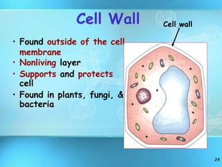 24
• Found outside of the cell
membrane
• Nonliving layer
• Supports and protects
cell
• Found in plants, fungi, &
bacteria
Cell wall
Cell Wall
 
