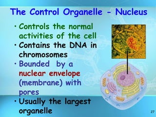 27
• Controls the normal
activities of the cell
• Contains the DNA in
chromosomes
• Bounded by a
nuclear envelope
(membrane) with
pores
• Usually the largest
organelle
The Control Organelle - Nucleus
 