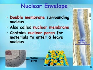 29
Nuclear Envelope
• Double membrane surrounding
nucleus
• Also called nuclear membrane
• Contains nuclear pores for
materials to enter & leave
nucleus
Nuclear
pores
 