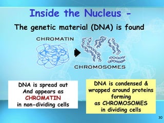 30
Inside the Nucleus -
The genetic material (DNA) is found
DNA is spread out
And appears as
CHROMATIN
in non-dividing cells
DNA is condensed &
wrapped around proteins
forming
as CHROMOSOMES
in dividing cells
 