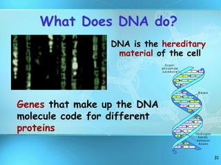 31
What Does DNA do?
DNA is the hereditary
material of the cell
Genes that make up the DNA
molecule code for different
proteins
 