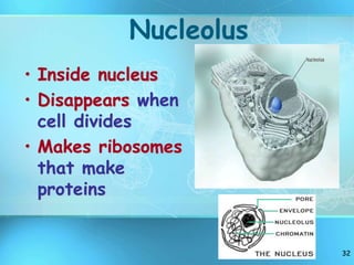 32
Nucleolus
• Inside nucleus
• Disappears when
cell divides
• Makes ribosomes
that make
proteins
 