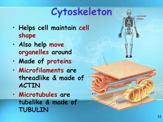 33
Cytoskeleton
• Helps cell maintain cell
shape
• Also help move
organelles around
• Made of proteins
• Microfilaments are
threadlike & made of
ACTIN
• Microtubules are
tubelike & made of
TUBULIN
 